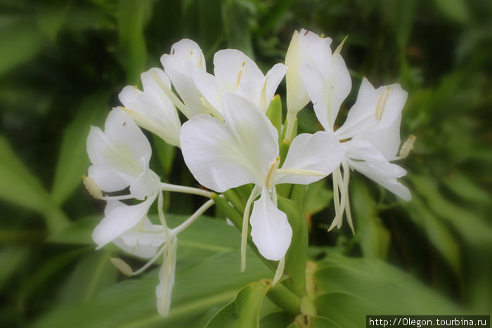 Белоснежный цветок Самоа