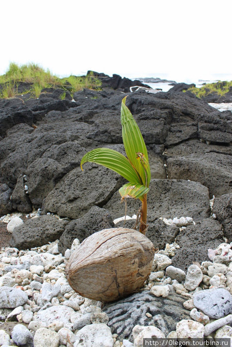Проросший кокос Самоа