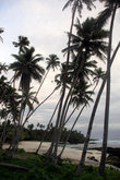 Пляж за пальмами