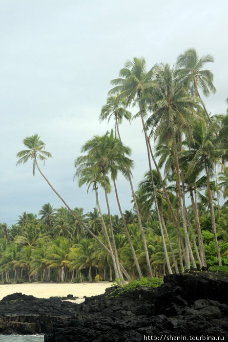 Пальмы на черной лаве Остров Уполу, Самоа
