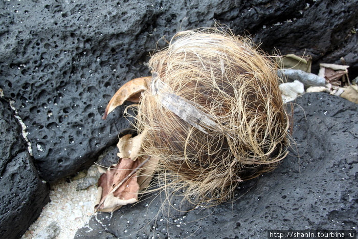 Кокосовый орех долго носило по морю Остров Уполу, Самоа