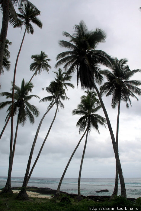 Пальмы на берегу Остров Уполу, Самоа