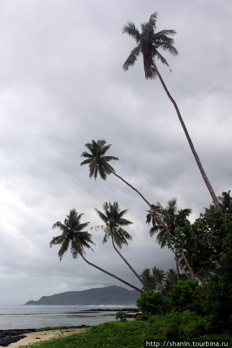 Пальмы Остров Уполу, Самоа