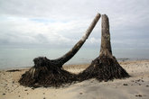 Да черенка — пальмы были сломаны ударом цунами