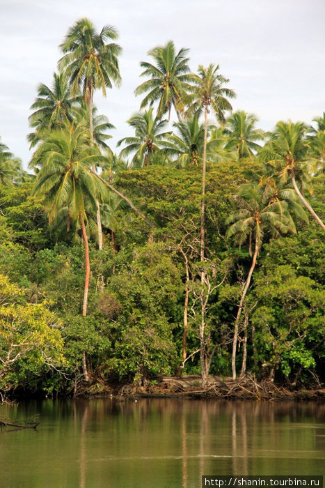 Река и деревья Остров Уполу, Самоа