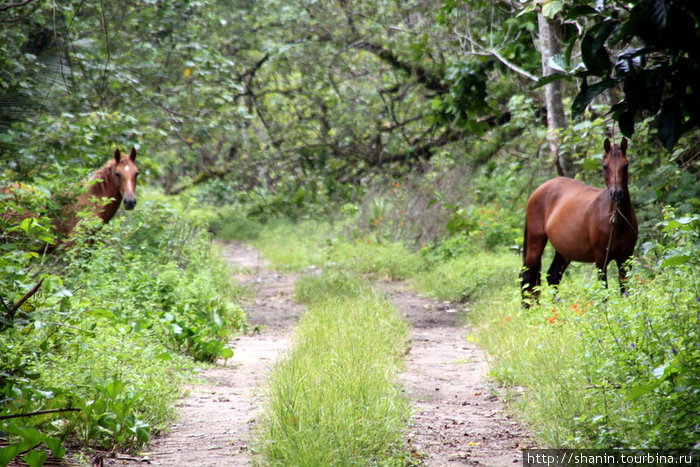 Лошади на лесной дороге Остров Уполу, Самоа