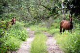 Лошади на лесной дороге