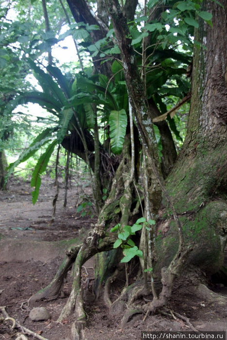 В густом лесу Остров Уполу, Самоа