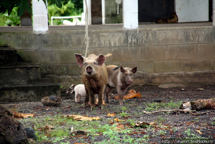 Домашние свиньи Остров Уполу, Самоа