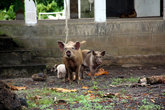 Домашние свиньи