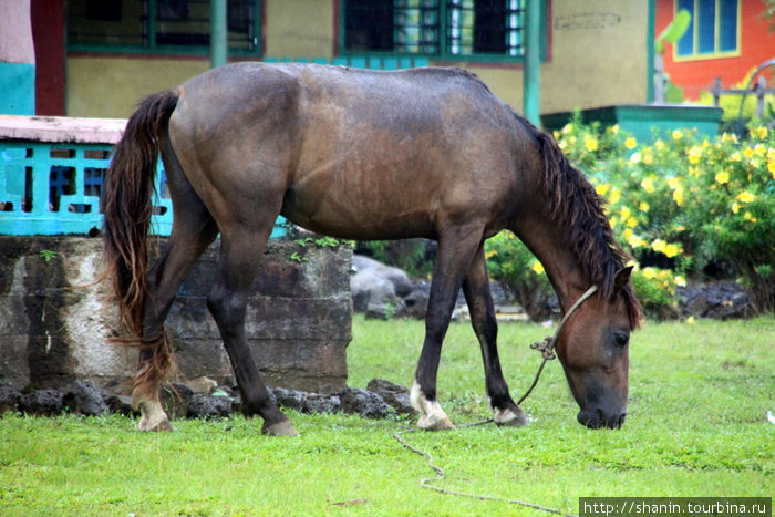 Лошадь на привязи у дома Остров Савайи, Самоа