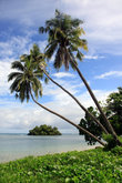 Заросший зеленью берег с пальмами