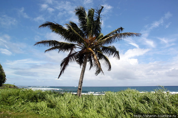Одинокая пальма на берегу моря Остров Уполу, Самоа