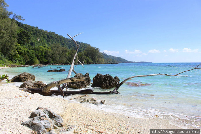 Коряга- вот и дровишки для костра Остров Эфате, Вануату