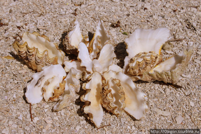 Ракушки, разной формы можно найти на пляже Остров Эфате, Вануату