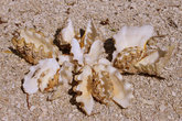 Ракушки, разной формы можно найти на пляже