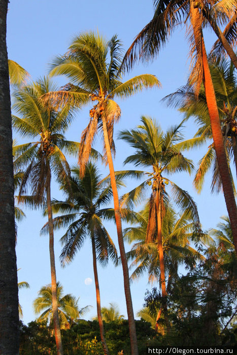 Высокие пальмы осветило солнцем Остров Эфате, Вануату