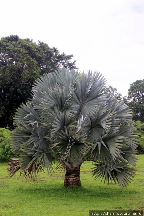 Пальма с огромными листьями Остров Уполу, Самоа