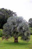Пальма с огромными листьями