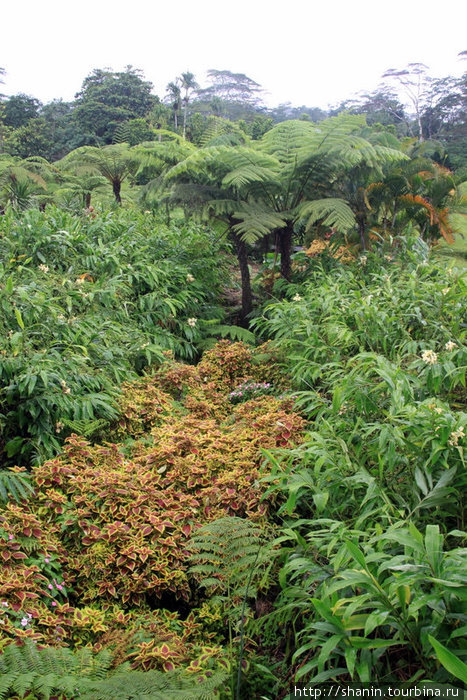 Густые, но тщательно и аккуратно облагороженные заросли Остров Уполу, Самоа