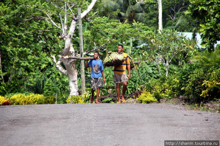 Вперед, с бананами Остров Уполу, Самоа