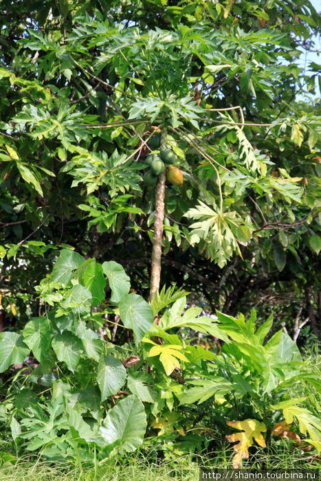 Папайя на дереве Остров Уполу, Самоа