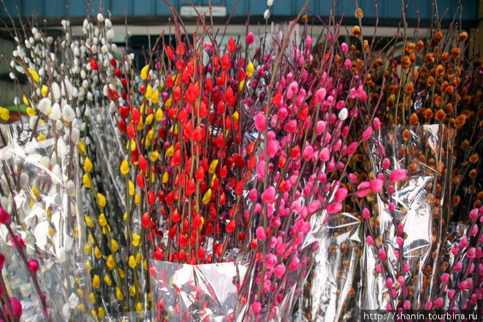 Цветы Куала-Лумпур, Малайзия