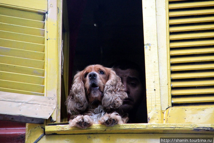 Собака в окне Буэнос-Айрес, Аргентина