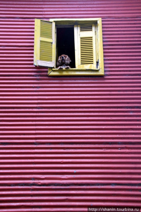 Окно, стена и собака Буэнос-Айрес, Аргентина