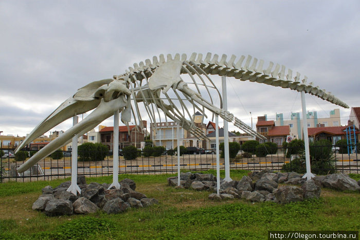 Нет, это не динозавр, всего лишь скелет кита... Ничего себе рыбку обглодали...
 В специальные сезоны китов можно увидеть с этого пляжа Ведма, Аргентина