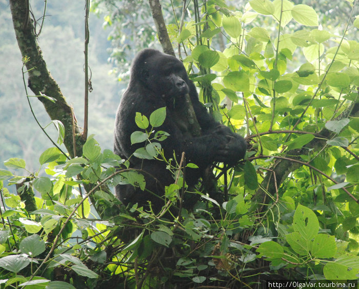 Дозорный Бвинди Национальный Парк, Уганда