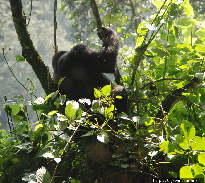 Угандийские горные гориллы Бвинди Национальный Парк, Уганда