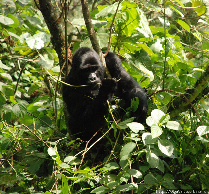 Угандийские горные гориллы Бвинди Национальный Парк, Уганда