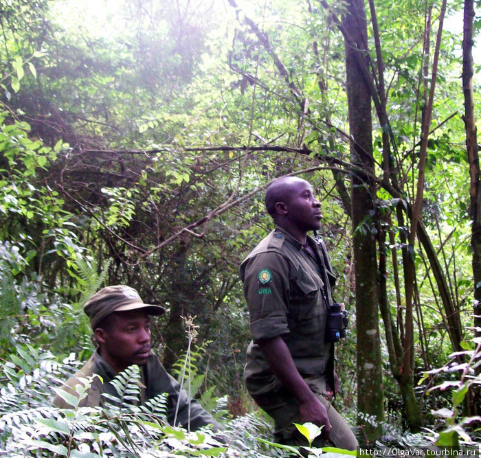 В поисках горилл Бвинди Национальный Парк, Уганда