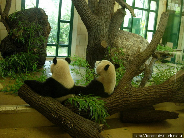 Панды почти всегда сидят спиной к посетителям Вена, Австрия