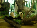 Панды почти всегда сидят спиной к посетителям