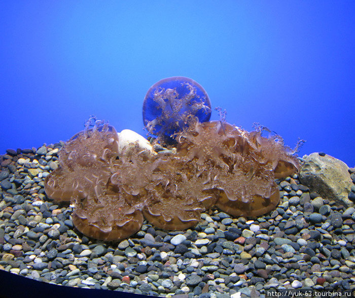 Ocean Park, Hong Kong Гонконг