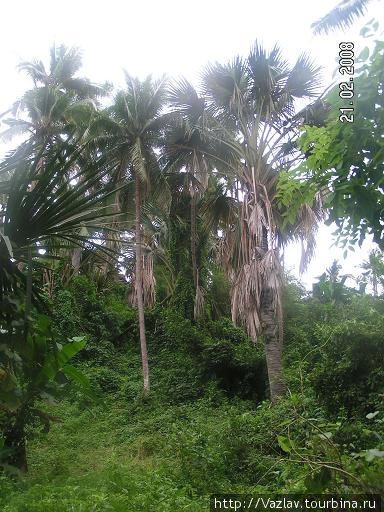 Всамделишные джунгли Филиппины
