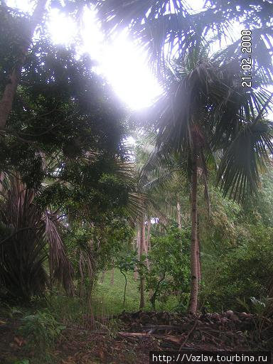 Лес после дождя Филиппины