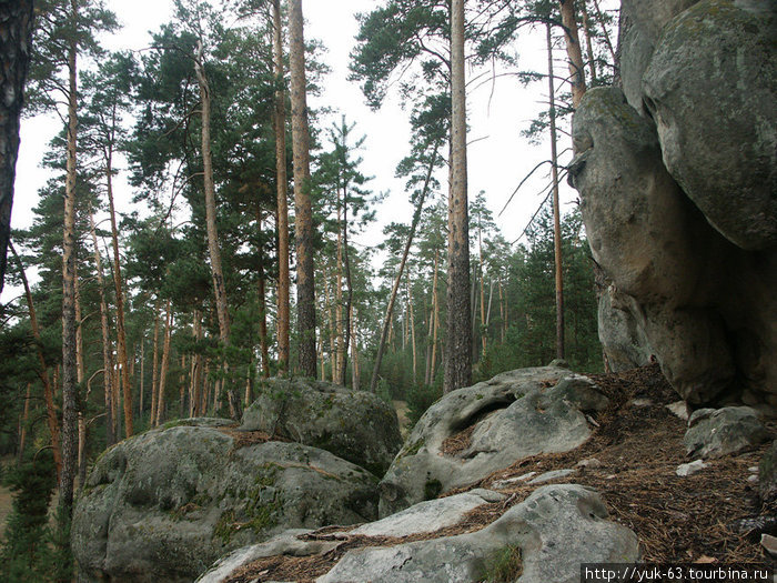 Сосны и камни Самарская область, Россия