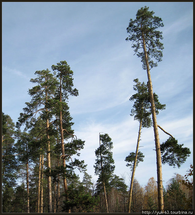 Сосны и камни Самарская область, Россия