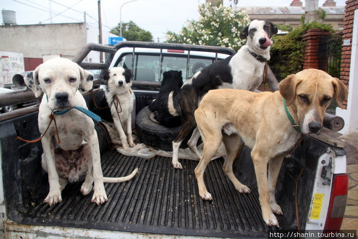 Собаки в кузове Ведма, Аргентина