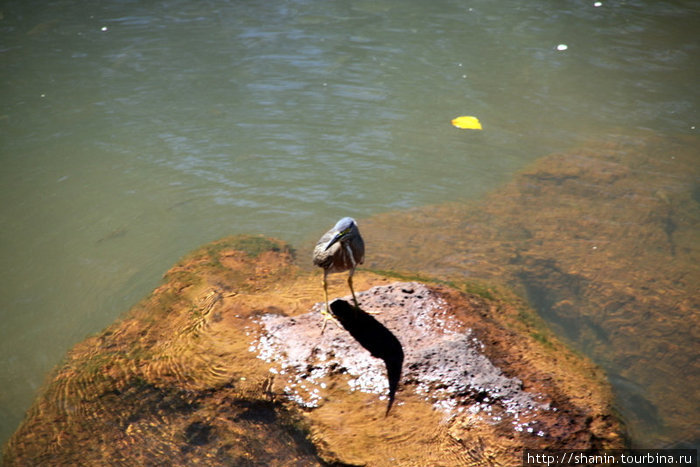 Птица на камне Пуэрто-Игуасу, Аргентина