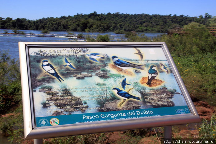 Птицы в районе Игуасу Пуэрто-Игуасу, Аргентина