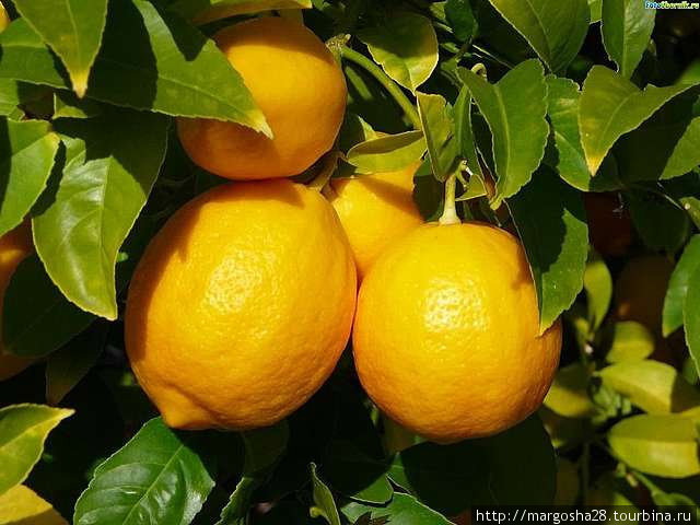 Лимон Египет