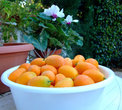 Кумкват (кумкуат) — японский апельсин