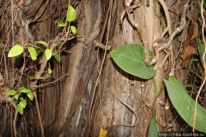 Мир тропических растений Округ Сент-Джозеф, Барбадос