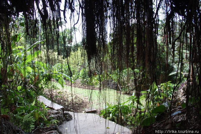Мир тропических растений Округ Сент-Джозеф, Барбадос