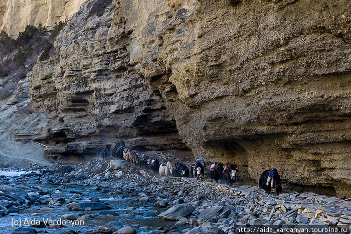 Зимой жители долпо спускаются с гор в теплые долины. А в марте-апреле, погрузив яков едой, они возвращаются в свои дома Непал