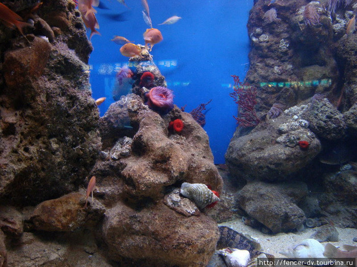 Лучший аквариум Европы Барселона, Испания
